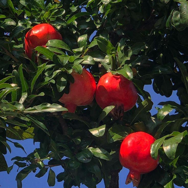 Organic Spectrum: Season's Best Fruit Fusion